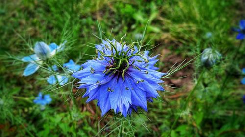 Close-up of purple flowering plant on field