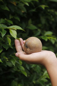 Cropped hand holding fruit