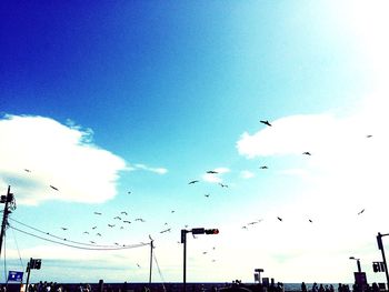 Low angle view of birds against blue sky