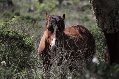 Horse in a field