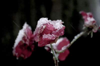 Close-up of water drops on flower during winter