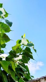 Low angle view of flowering plant against clear blue sky