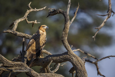 Low angle view of bird perching on branch