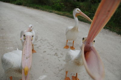 View of birds in water