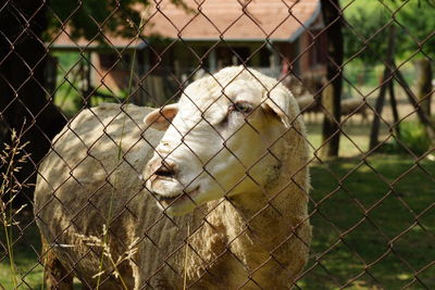 Close-up of chainlink fence in cage at zoo