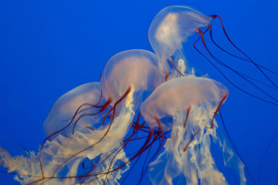 Close-up of jellyfish swimming in sea