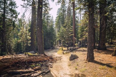 Trees in forest