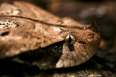 Close-up of snake west africa gaboon viber eye 