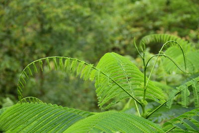 Close-up of fern leaves