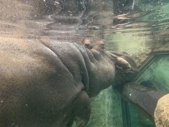 View of turtle in water