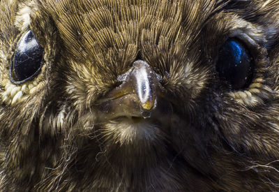 Close-up portrait of owl