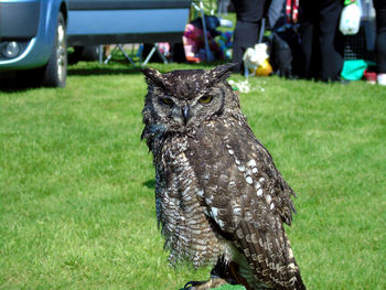 Portrait of great horned owl on grassy field