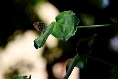 Close-up of butterfly on leaf