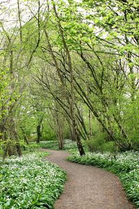 Trees in park