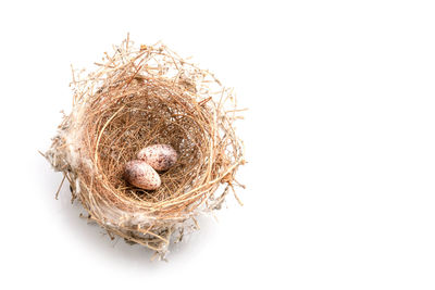 Close-up of bird nest