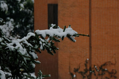 Close-up of snow on plant