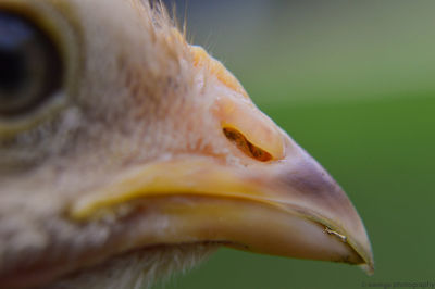 Detail shot of an animal