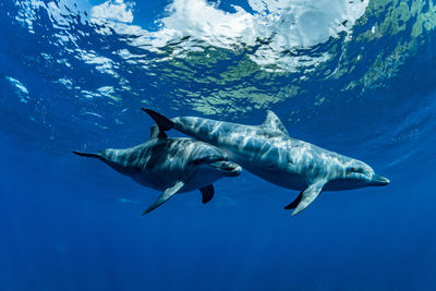 Fish swimming in sea