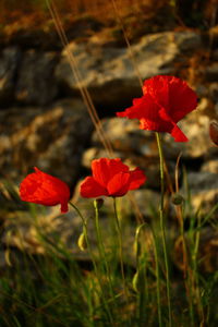 Close-up of red poppy flowers on field