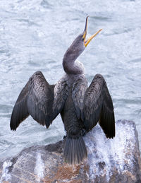 Bird flying over lake