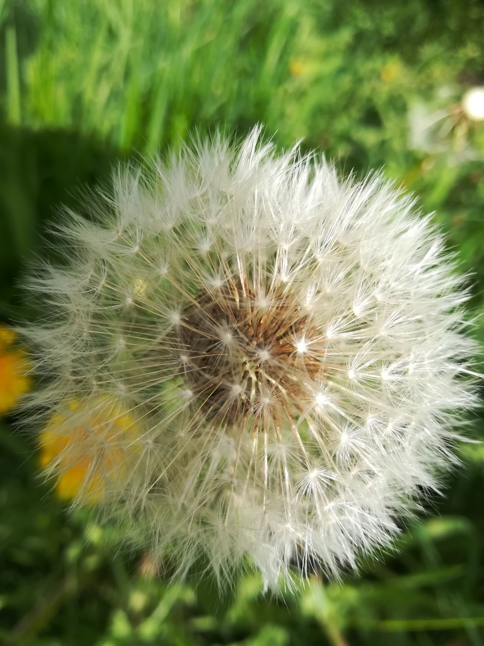 plant, dandelion, fragility, flower, vulnerability, freshness, flowering plant, close-up, beauty in nature, growth, inflorescence, flower head, nature, no people, softness, focus on foreground, white color, day, outdoors, field, dandelion seed