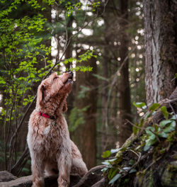 View of a dog looking away in forest