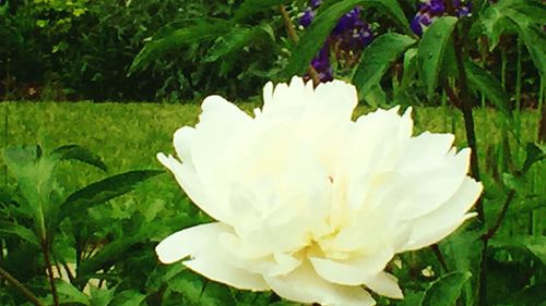 Close-up of white flowers