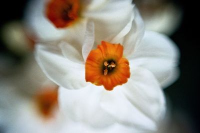 Close-up of flower blooming outdoors