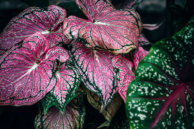 Close-up of purple flowering plant leaves