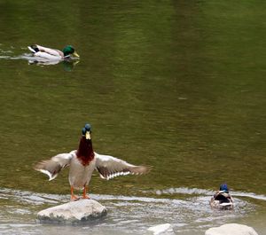 Ducks in a lake