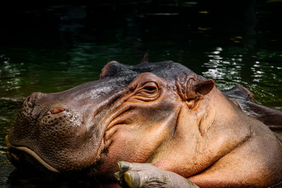 hippopotamus