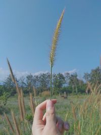 Cropped image of hand