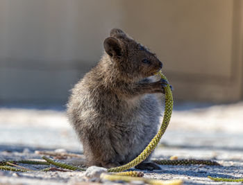 Close-up of quokka eating twig on filed