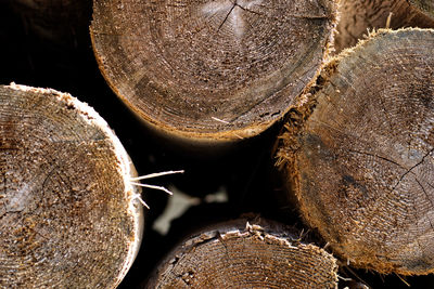 Full frame shot of log in forest