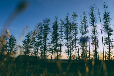 Low angle view of trees on field against sky