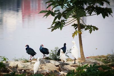 Birds perching on a lake