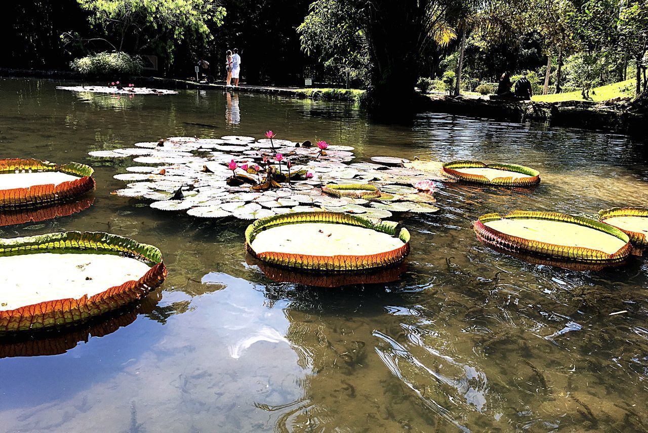 FLOWERS FLOATING ON WATER