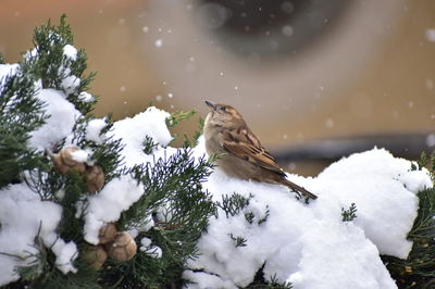 Bird perching on cypress tree in snow