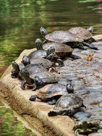 Turtles on rock