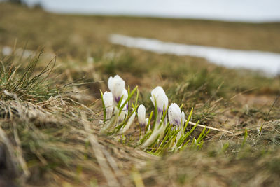 Close-up of white flowering plants on field