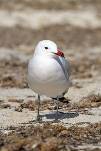 Close-up of seagull perching on land