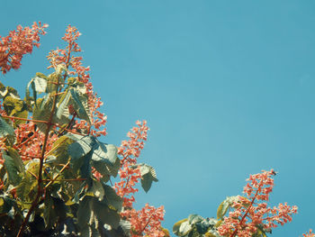 Low angle view of tree against clear blue sky