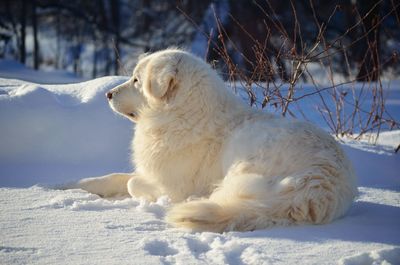 White dog on snow field