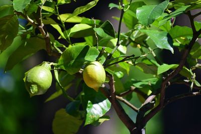 Close-up of fruits growing on tree