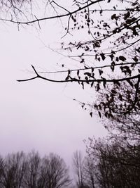 Low angle view of silhouette bare tree against sky