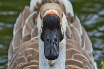 Close-up of goose chasing the camera lens