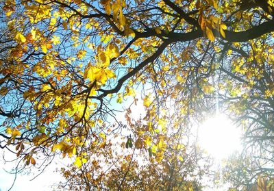 Low angle view of tree against sky