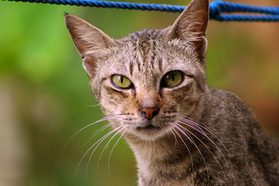 Close-up portrait of a cat