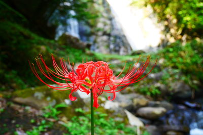 Close-up of red flower