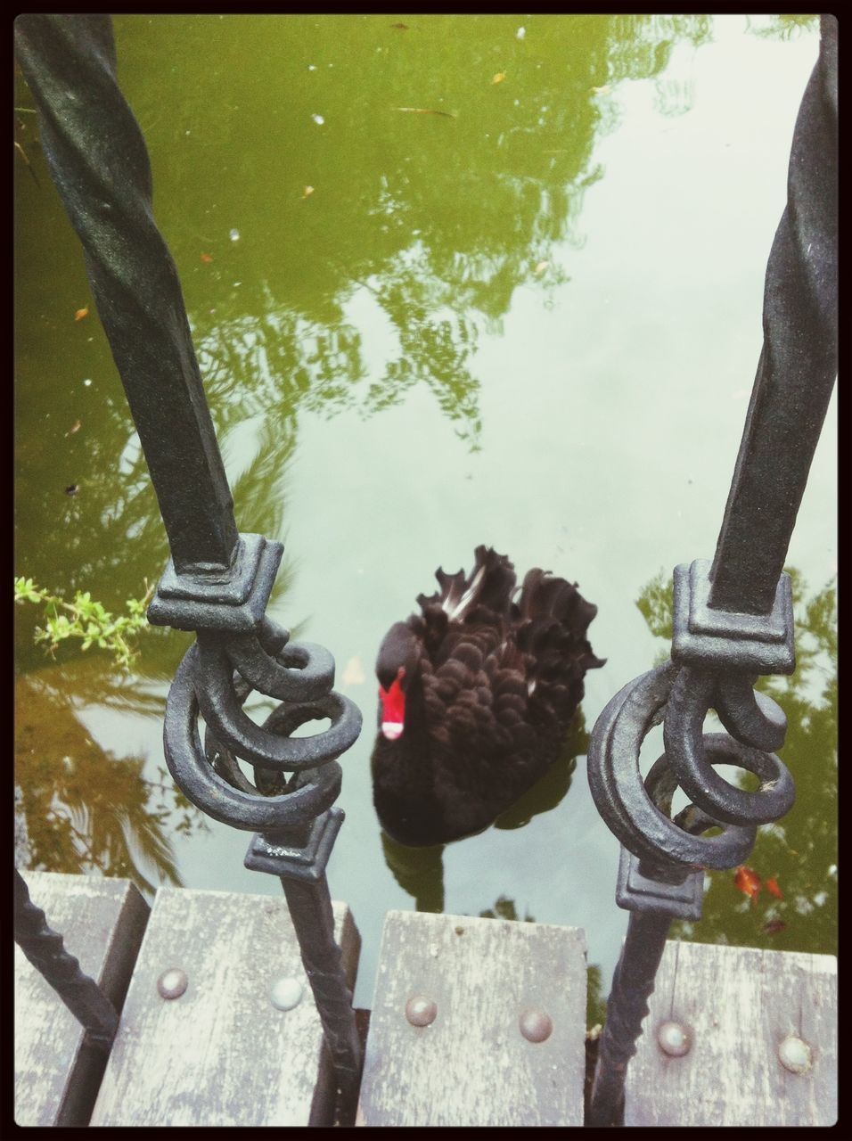 water, transfer print, auto post production filter, high angle view, animal themes, metal, lake, day, reflection, outdoors, railing, one animal, river, no people, wood - material, mammal, nature, pond, pets, domestic animals